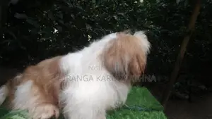 Shih Tzu Puppies