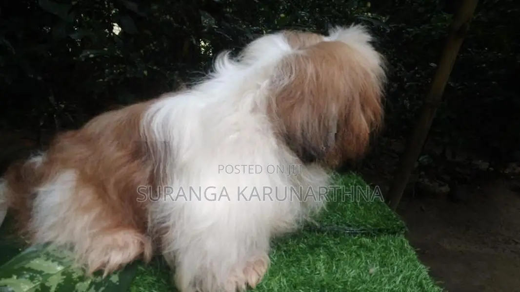 Shih Tzu Puppies