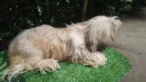 Shih Tzu Puppies