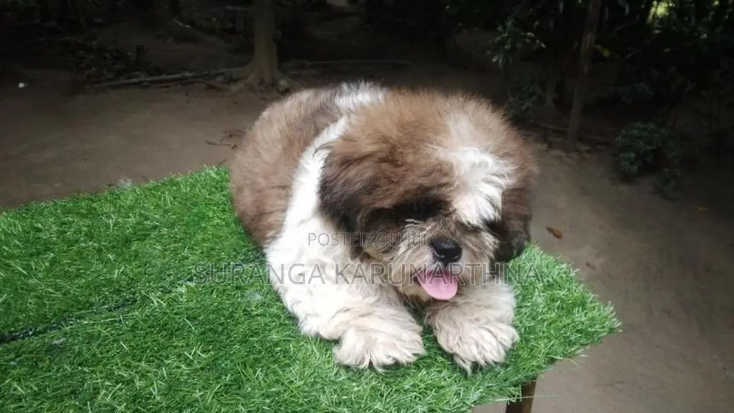 Shih Tzu Puppies