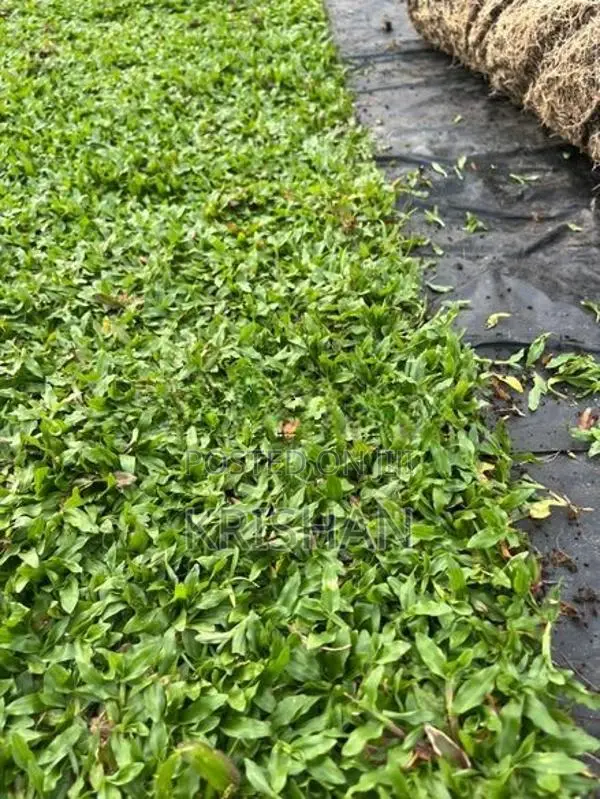 Malaysian Grass