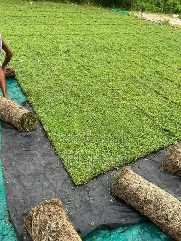 Malaysian Grass