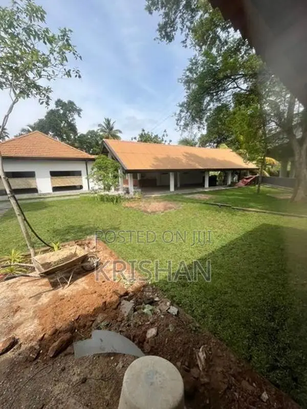 Malaysian Grass