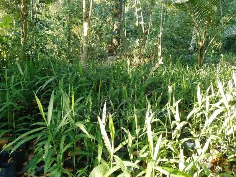 ඉගුරැ පැළ