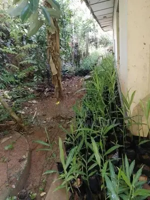 ඉගුරැ පැළ