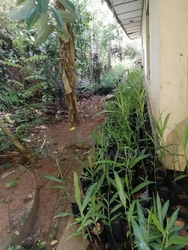 ඉගුරැ පැළ