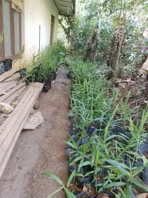 ඉගුරැ පැළ