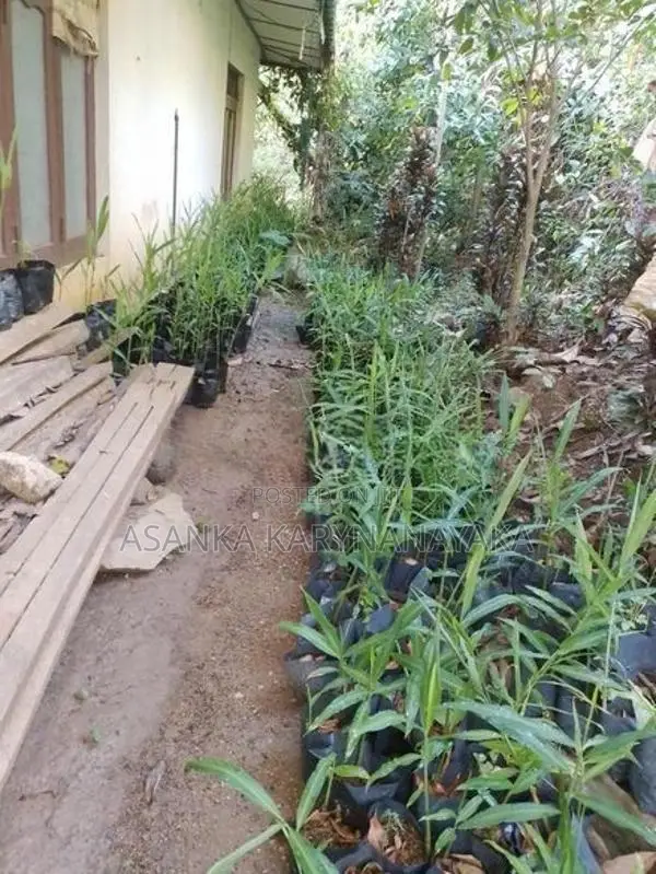 ඉගුරැ පැළ