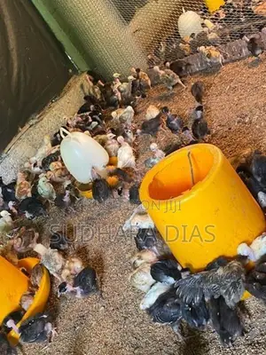 සති 2 ගම් කිකිළි පැටව්