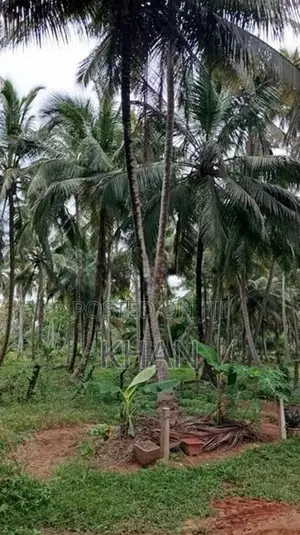 Coconut Land for Sale Kurunegala