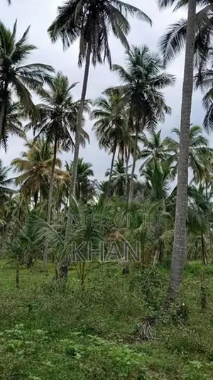 Coconut Land for Sale Kurunegala