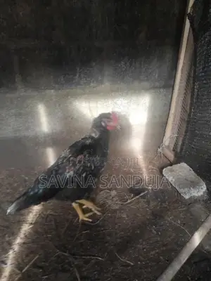 කුකුලෙක්