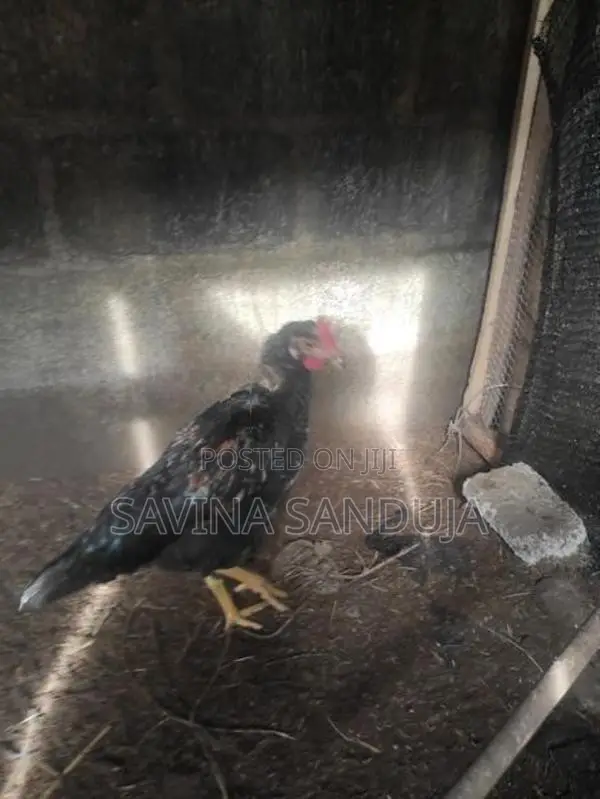 කුකුලෙක්