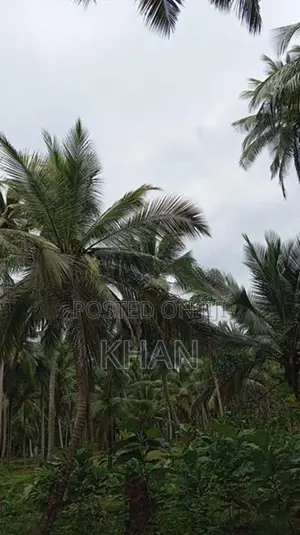 Coconut Land for Sale Kurunegala
