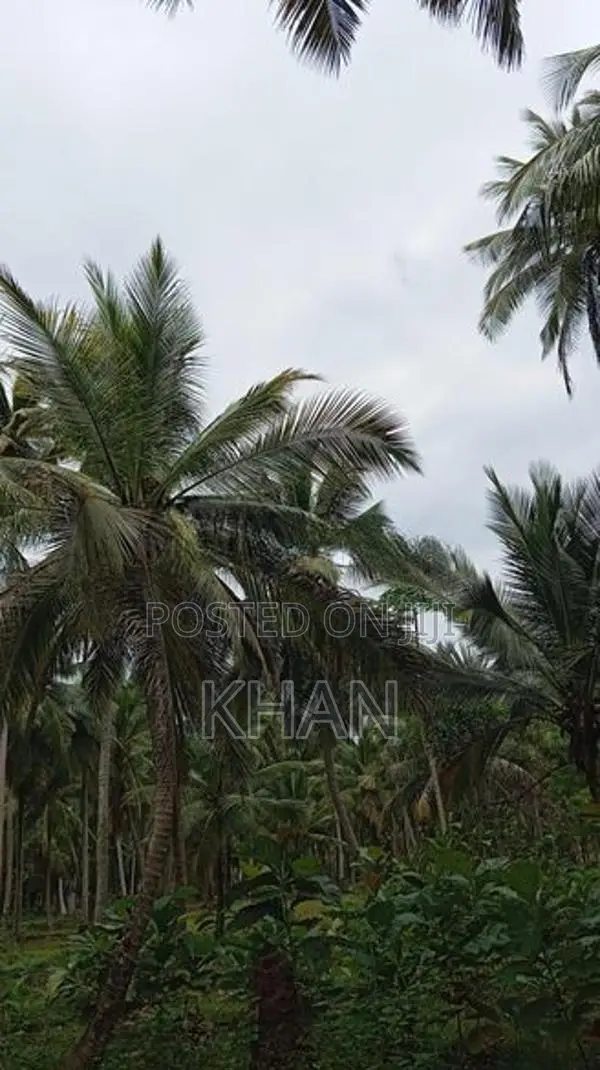 Coconut Land for Sale Kurunegala
