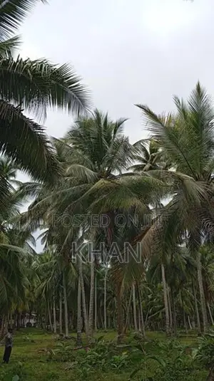 Coconut Land for Sale Kurunegala