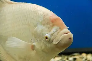 Gam Gourami Fish