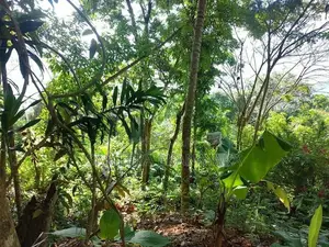 Land with House for Sale Badulla
