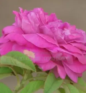 ஊர் றோஸ் Plants