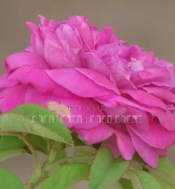 ஊர் றோஸ் Plants