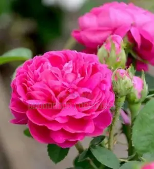 ஊர் றோஸ் Plants