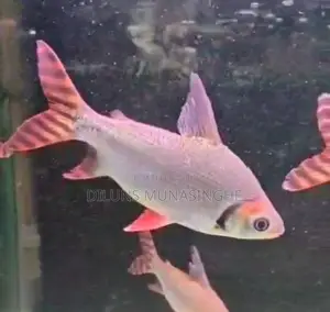 Red Flagtail Fish