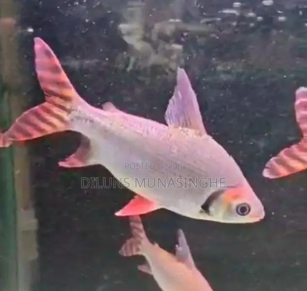 Red Flagtail Fish