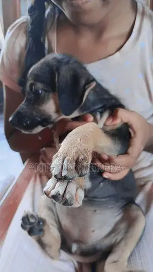 Beagle Cross Puppies