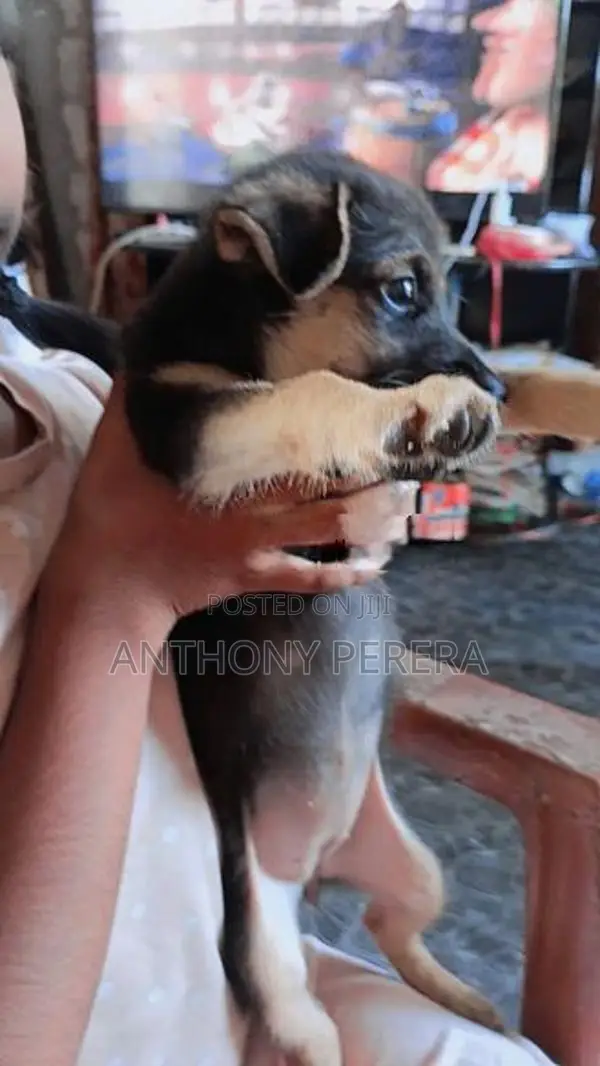 Beagle Cross Puppies