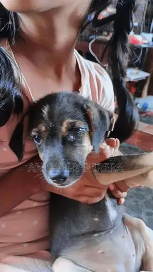 Beagle Cross Puppies