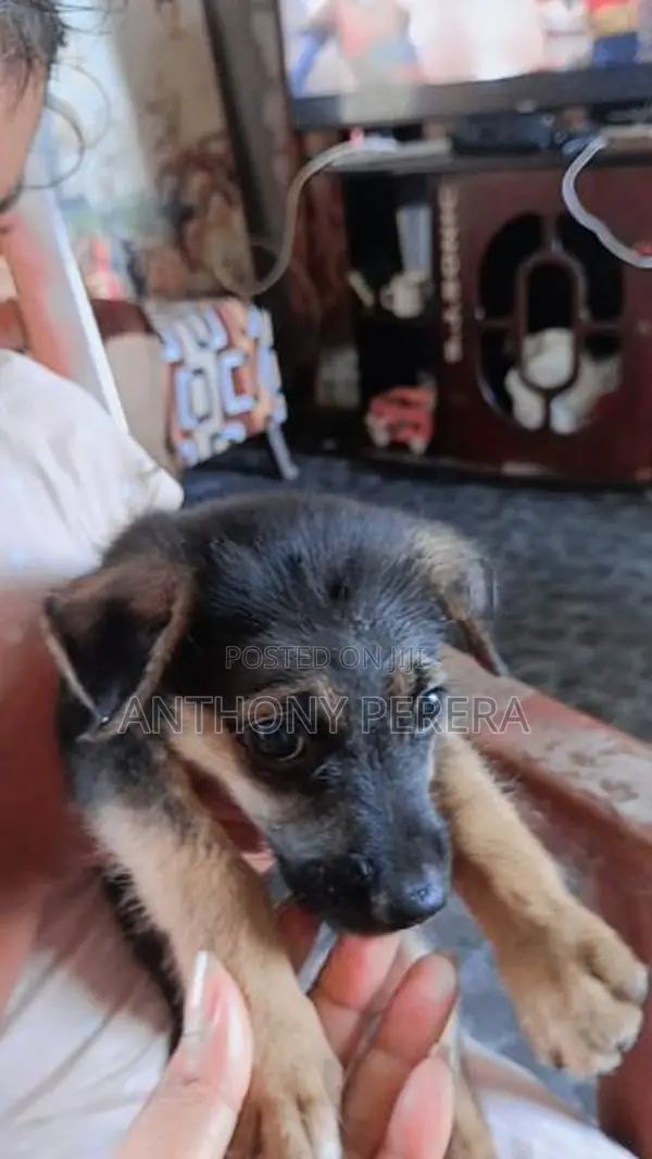 Beagle Cross Puppies