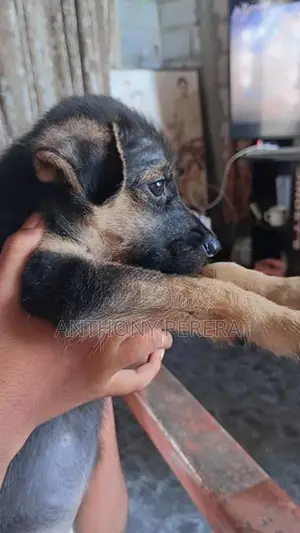 Beagle Cross Puppies