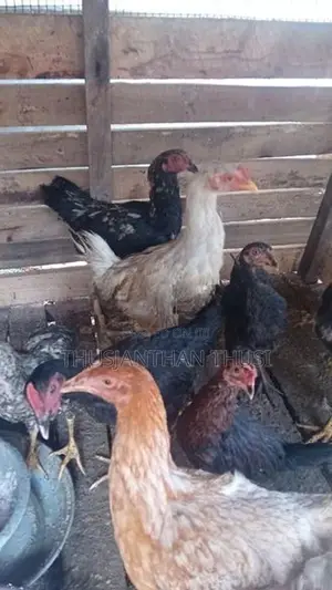 நான்கு மாத கோழிக்குஞ்சு