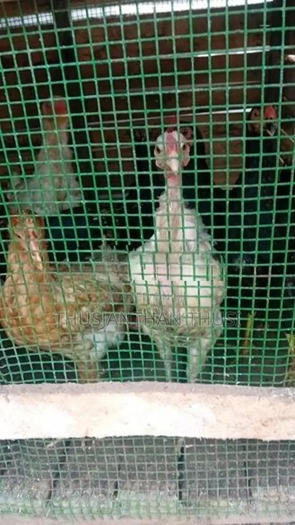 நான்கு மாத கோழிக்குஞ்சு