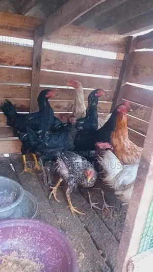 நான்கு மாத கோழிக்குஞ்சு