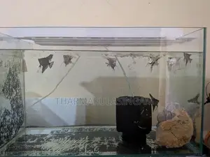 Angel fish