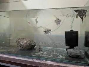 Angel fish