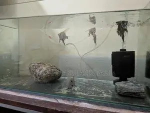 Angel fish