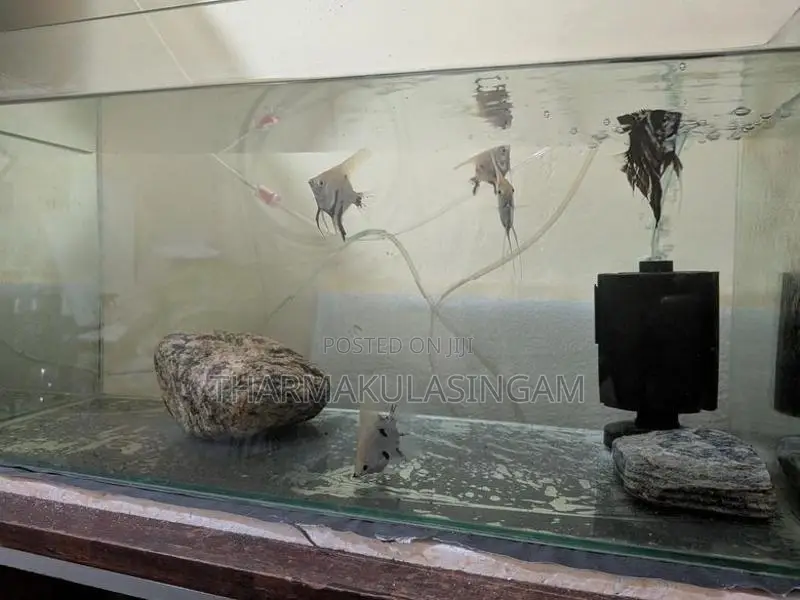 Angel fish