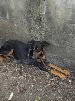 Doberman Dog