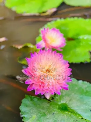 Tropical Water Lily