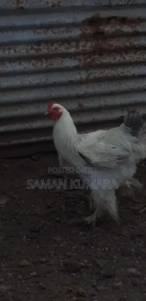 Brama kukulan