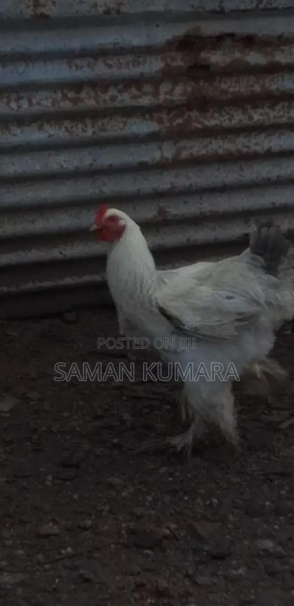 Brama kukulan