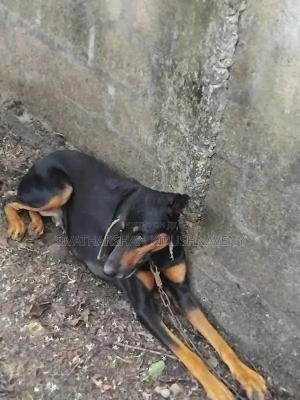 Doberman Dog