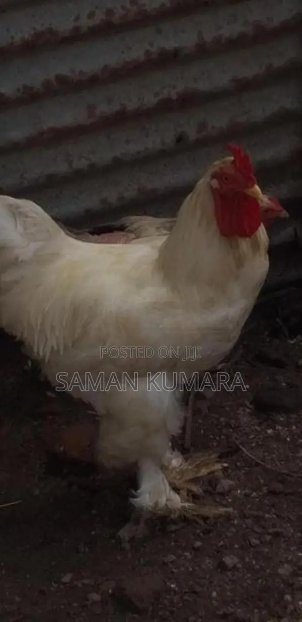 Brama kukulan