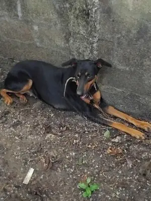 Doberman Dog