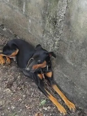 Doberman Dog