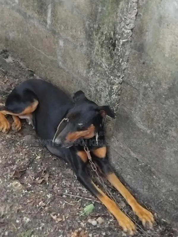 Doberman Dog