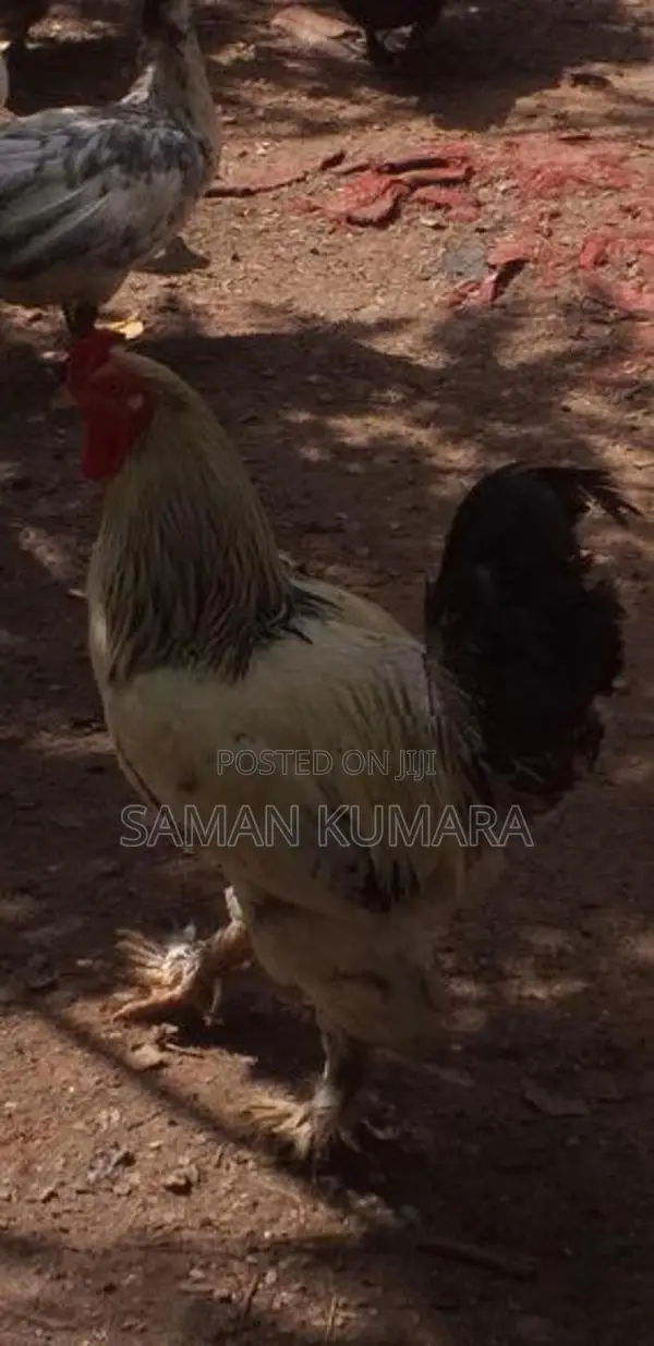 Brama kukulan