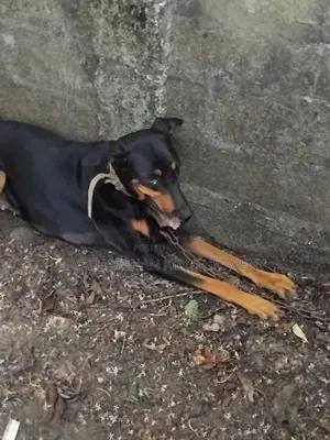 Doberman Dog